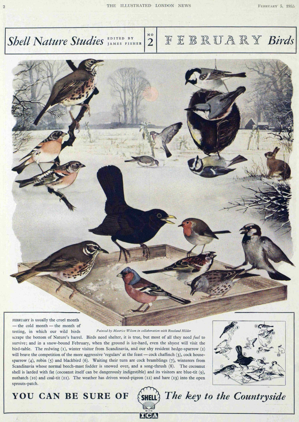 shell birds